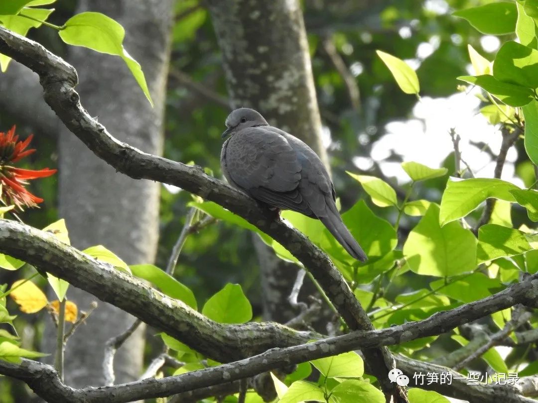 [夜賞]廣東●上砂三水村的鳥兒們_鳥類