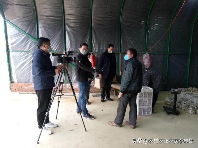 商城县余集镇万斤鹌鹑蛋滞销镇长变身推销员