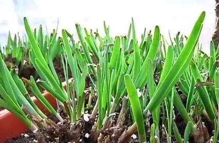 10天左右,种子就会发芽了.小小的韭菜芽非常可爱.