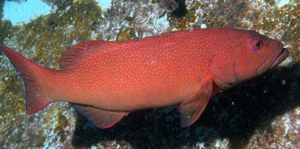 工厂化封闭式循环水养殖豹纹鳃棘鲈技术