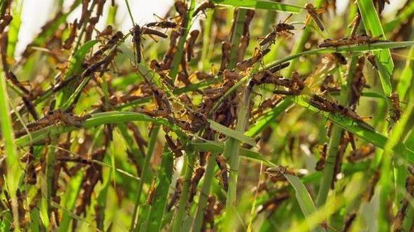 灭蝗方法太奇葩_蝗虫