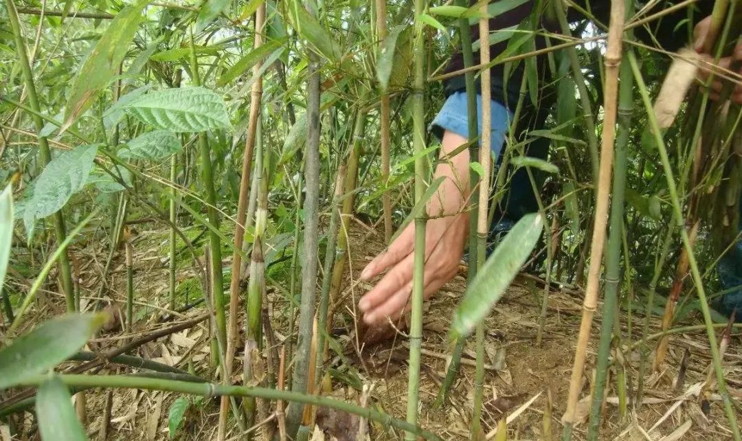 这季节不能错过德庆深山中竹笋冒芽啦把菜篮蛇皮袋都装满