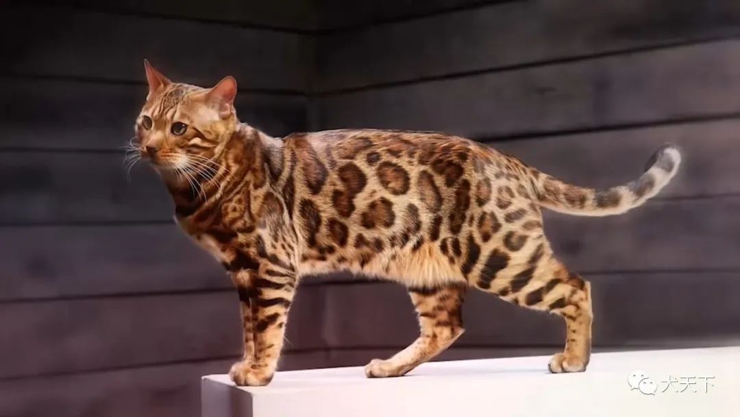 no 1萨凡纳猫( 热带草原猫 )平均价格25000美元是一种杂交繁殖出来的