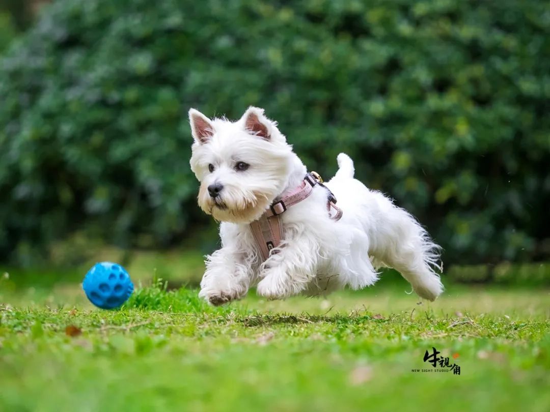 给自家萌宠拍美照宠物狗拍摄指南