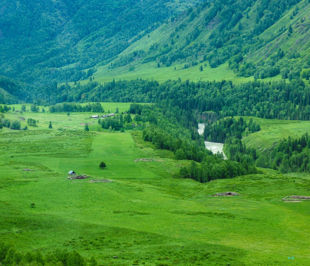 攀着青草生长在喀纳斯的每一处原野之间,你会发现山川从白色变为绿色