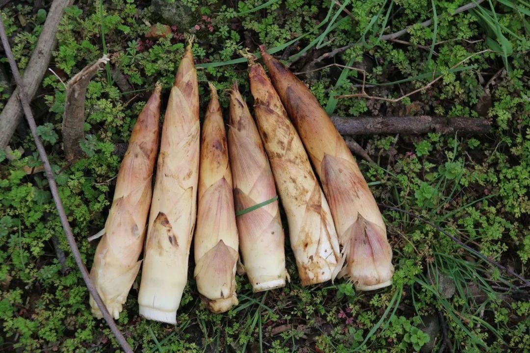 鲜中带甜,清香松脆,当天现挖的临安春笋赶紧带回家!