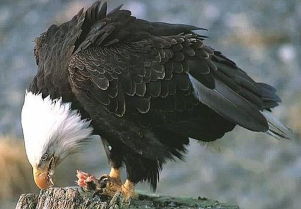 7亿,放大8倍,专家:看看鹰眼睛_老鹰