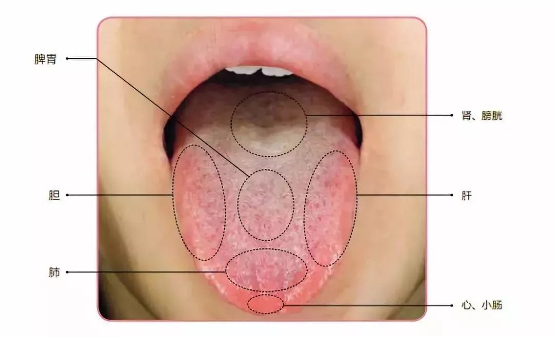 我们先来看舌头的各个部位都对应身体的哪些器官:舌左侧对应肝,右侧