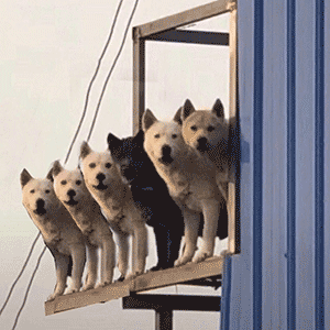 原创视频广汉春光美网上邀你赏菜花宅家免费看大片