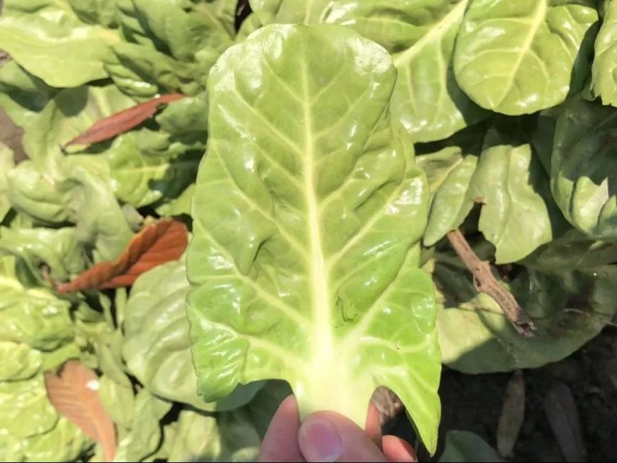 西浦草木(三百五十五)——厚叶菜