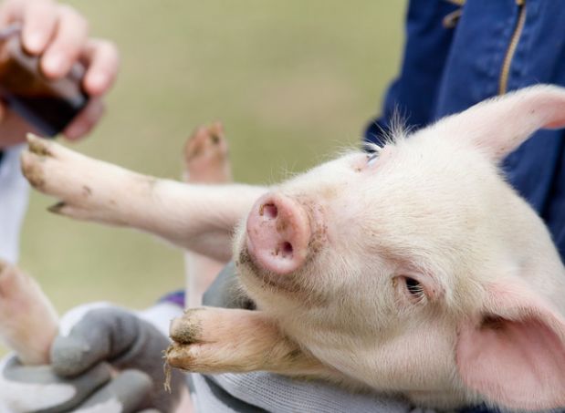 属猪人你2020年被什么害了现在知道还不晚