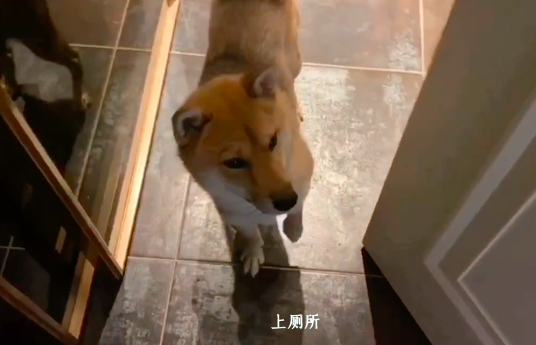 《向往3》收官7个月,锅碗瓢盆现状如何?王珞丹的小瓢变化最大_狗狗