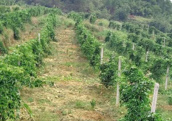 百香果篱笆式棚架种植有哪些优缺点