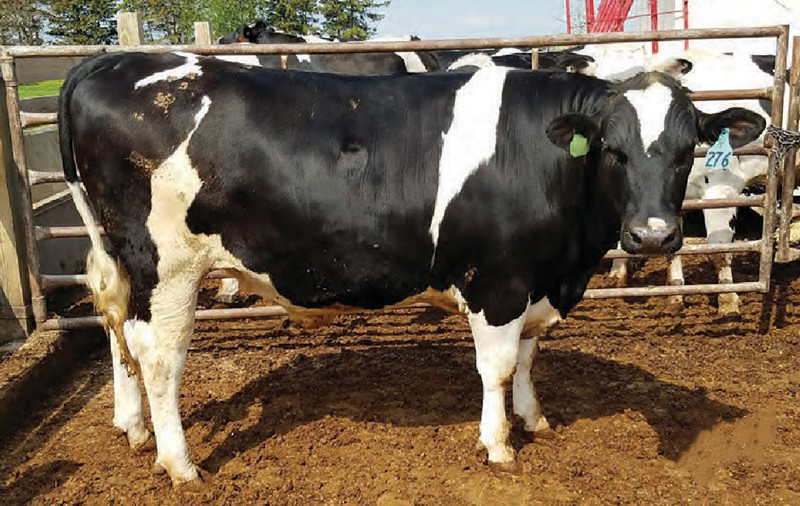 聚焦肉牛-饲养理想的奶公牛