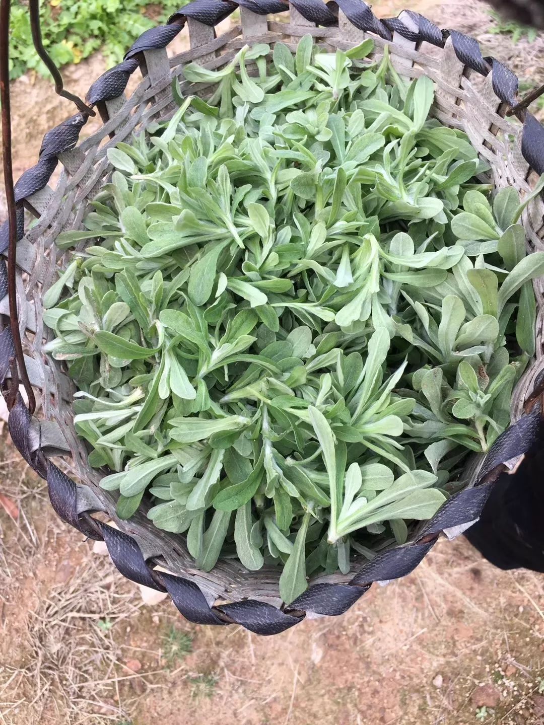 有人说吃过青团才算是春天,而做青团的黄花艾如今铺满了陈溪整个山野