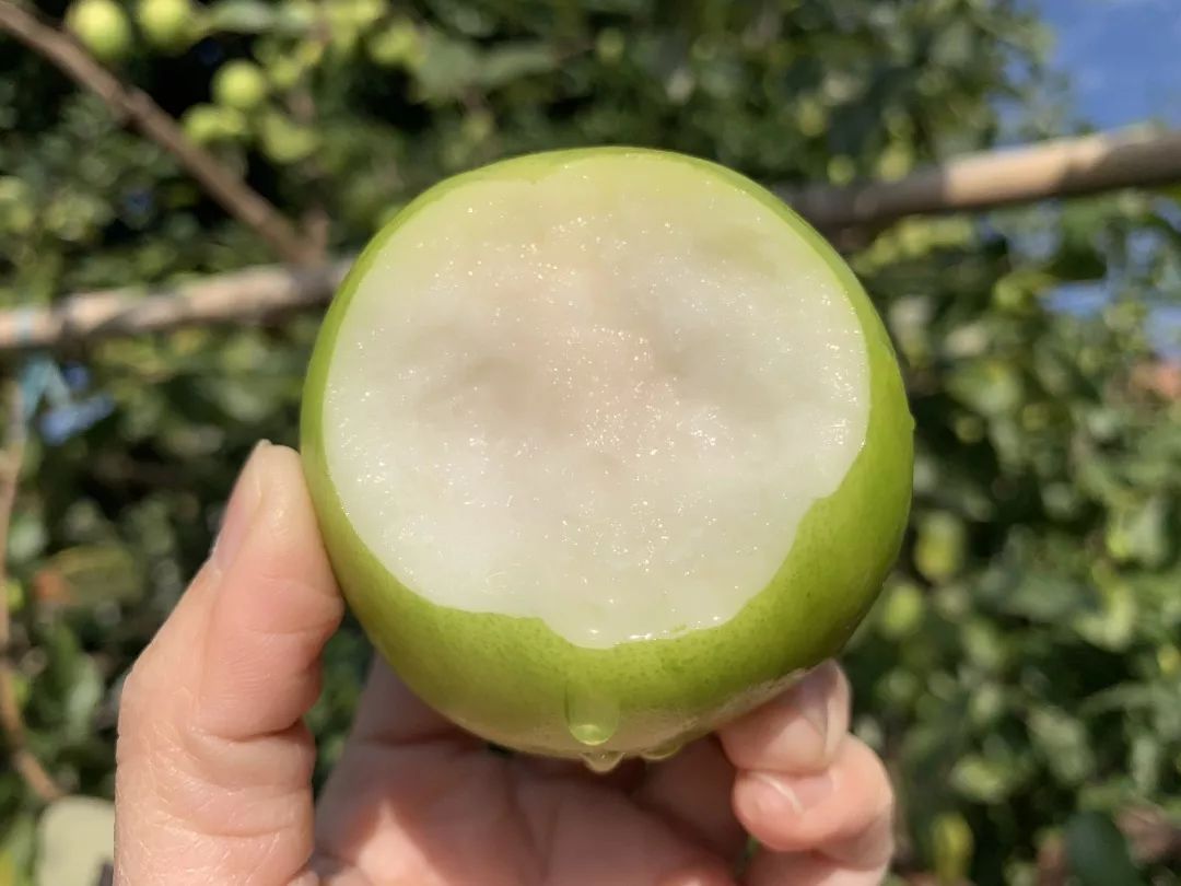 限广东地区10斤包邮599元抢10斤纯正从化本地牛奶蜜枣多汁脆嫩鲜甜更