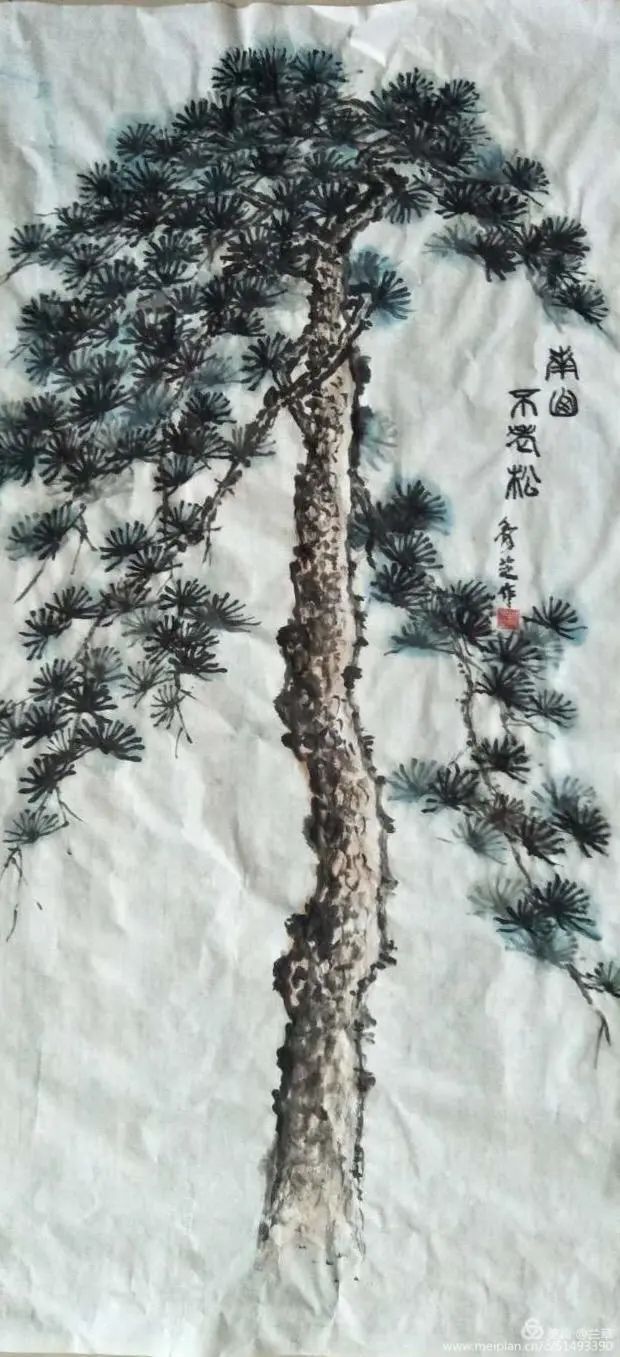 家有不老松,顺德家有不老松,不老松种哪里好_大山谷图库