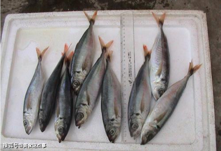 原创去市场买鱼, 专挑这4种, 便宜又好吃, 连鱼贩子都夸你是行家!