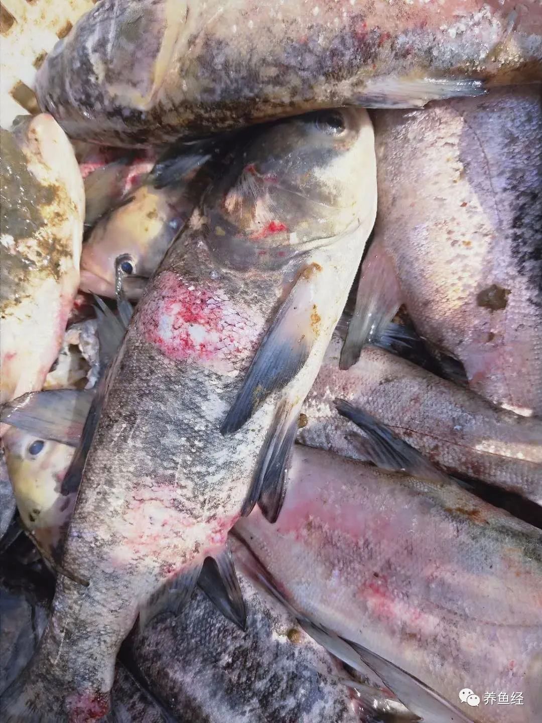 近期治疗鱼病心得