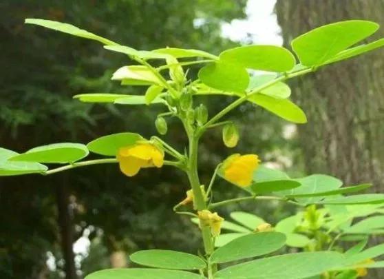 农村俗称假绿豆嫩果食用价值高才知价值珍贵全身是宝