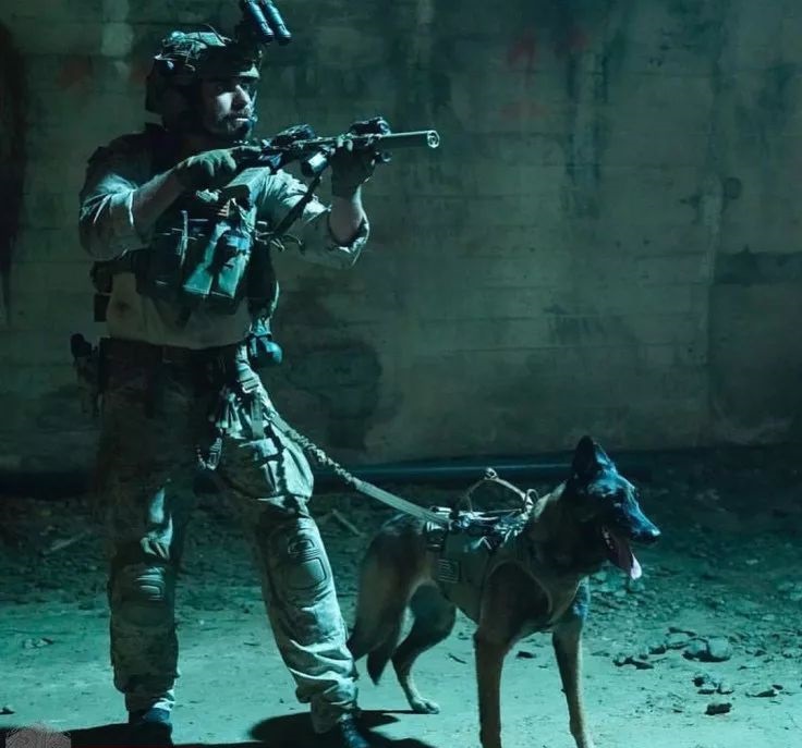 现代型军警犬——马林诺斯犬_军犬