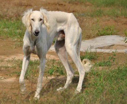 三种蒙古细犬图片