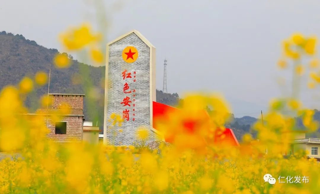 红色安岗与你相约油菜花海