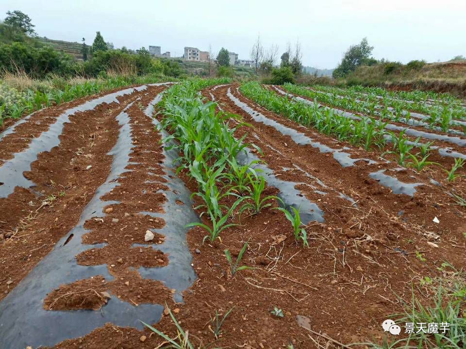 高海拔破黑膜魔芋种植技术详细介绍