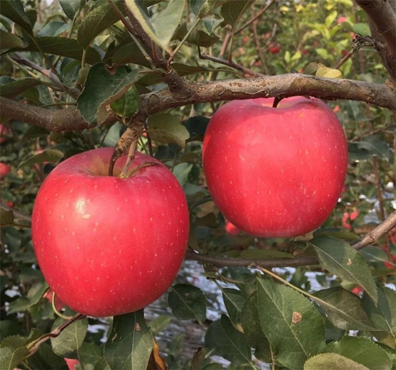 响富系雷尼芽变甜樱桃新品种,极晚熟,成熟后多半红