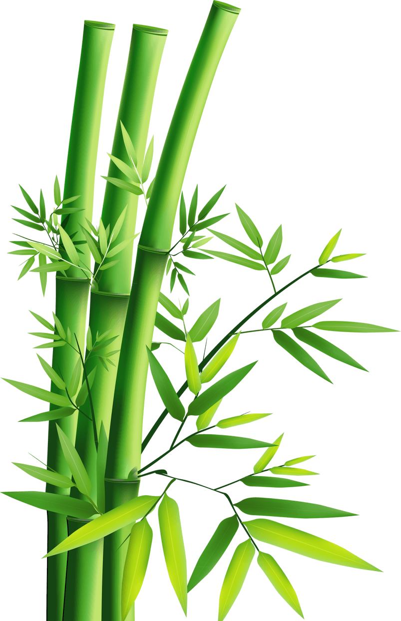 竹叶的药效与作用