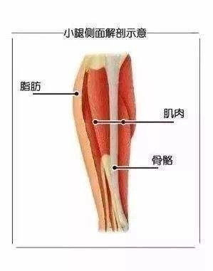 剖析腿部结构,可以很清楚的看见腿是由肌肉,脂肪和腿骨三者构成,而