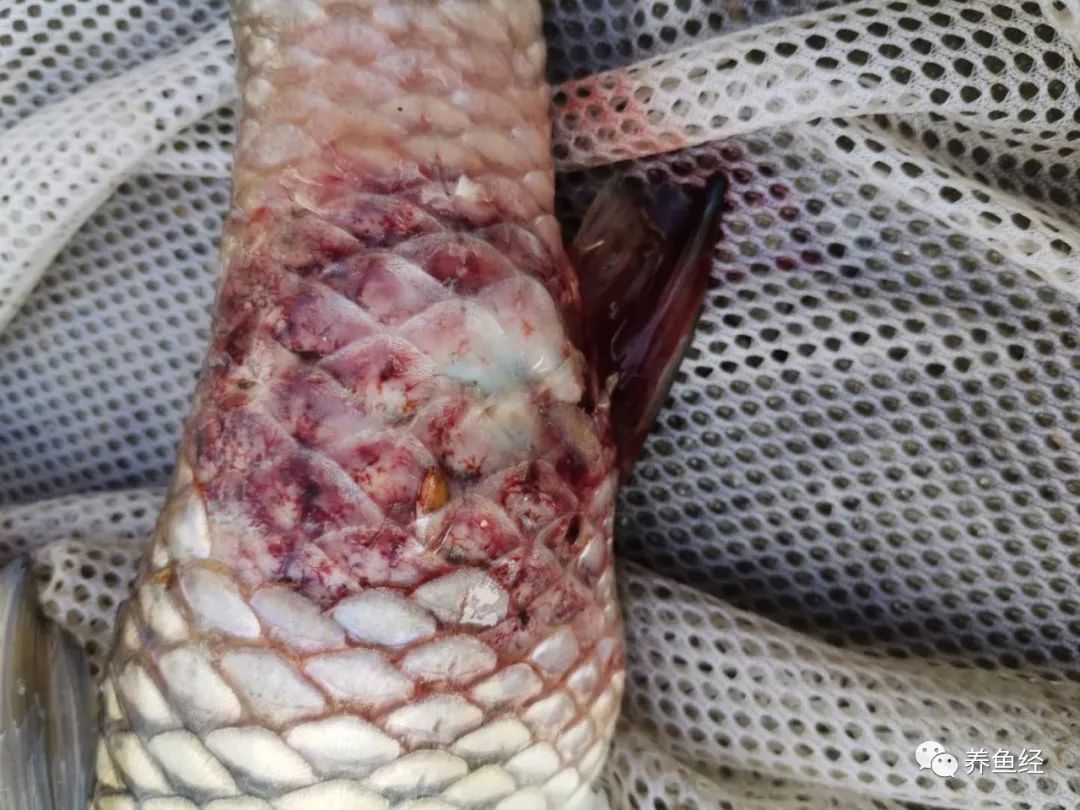 近期治疗鱼病心得