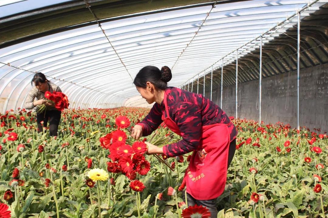 臨沂花農求助急尋銷路!17個大棚4000扎鮮花滯銷