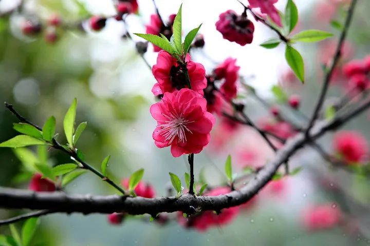 村中不少梅花的树龄都在二三十年以上几乎家家户户都种有梅树,狮山杜