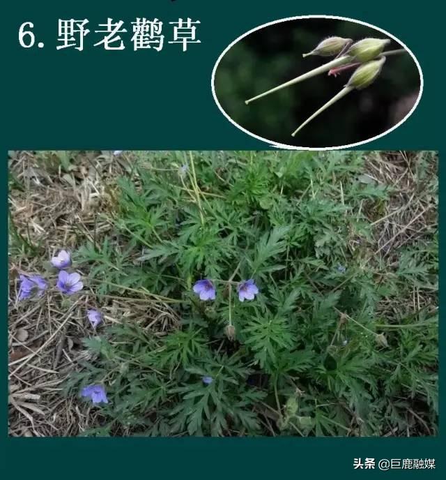 历时一年巨鹿县百草图面世