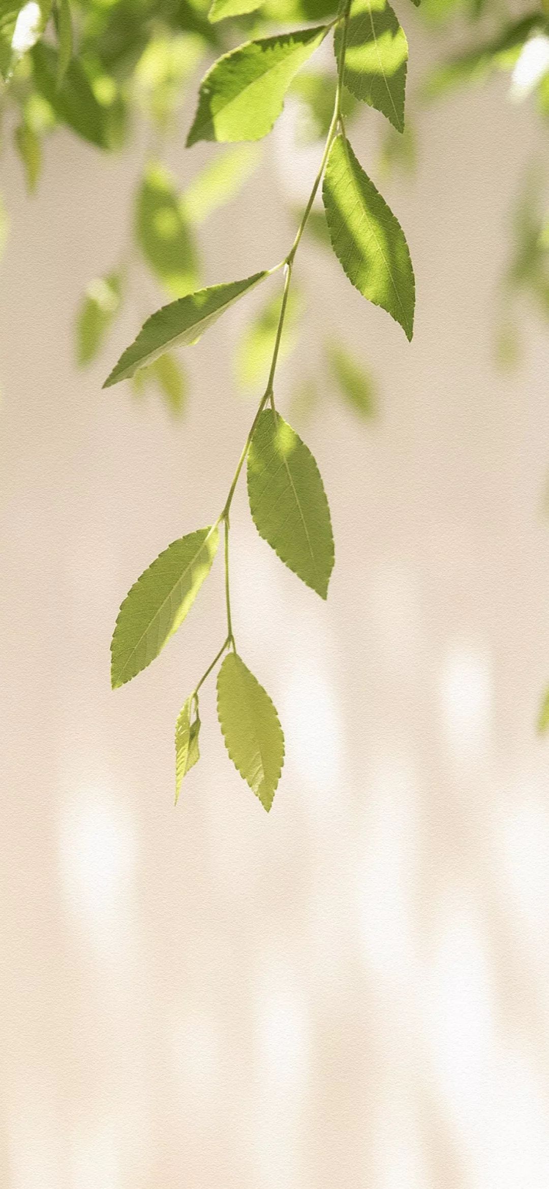 全面屏壁纸高清春天壁纸春日好时光