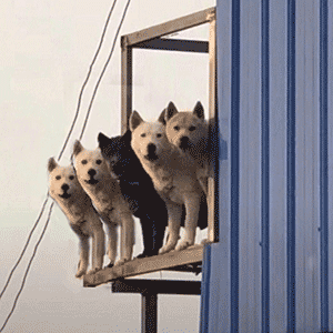 300_300gif 动态图 动图