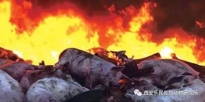 瘟疫肆虐,增强免疫力是关键_动物