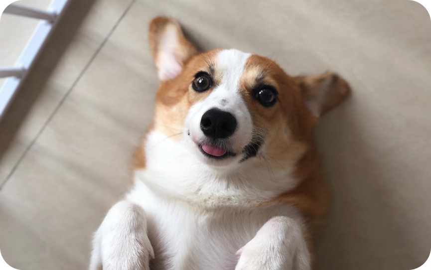 哈士奇 柯基=哈士基金毛 柯基=金基金毛 柯基德牧 柯基=德基德牧 柯基