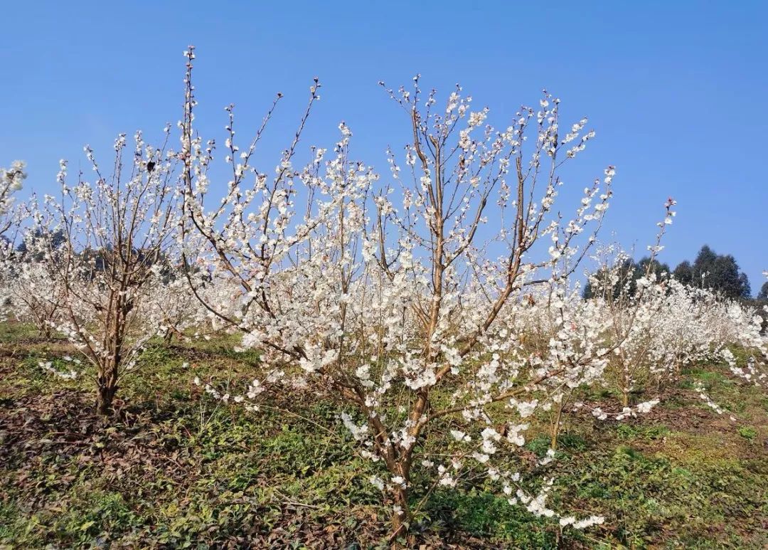 犍为县芭沟镇樱花图片