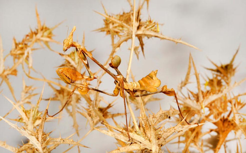 天生的杀手,也逃不过被寄生的命运……_螳螂