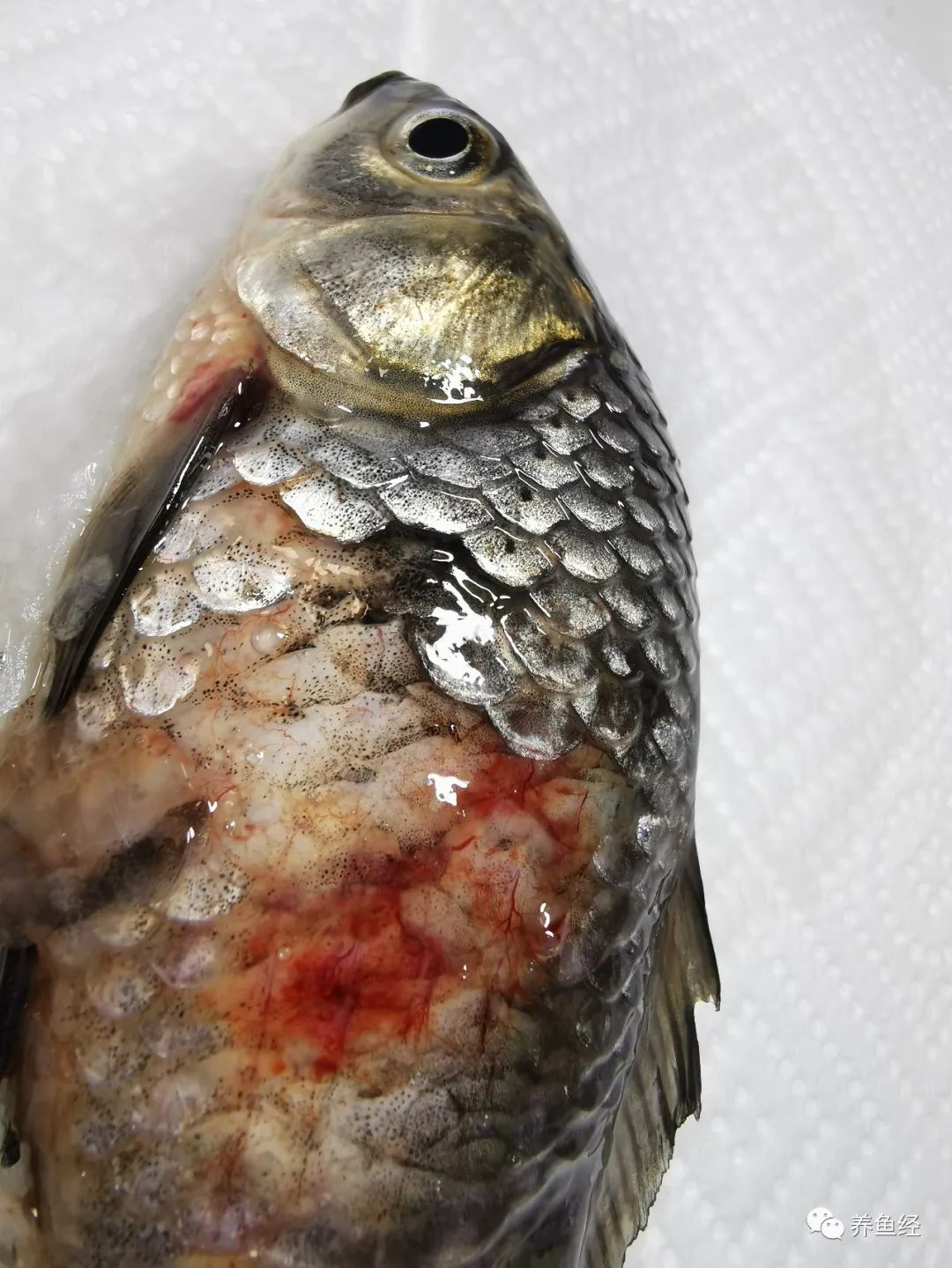 近期治疗鱼病心得