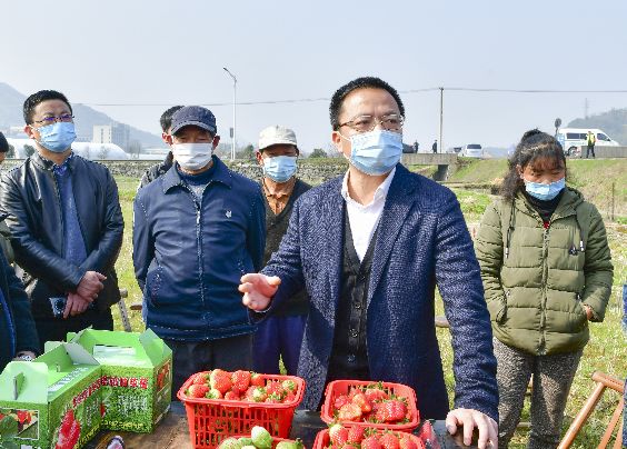 区领导钟永明调研富春街道草莓产业发展情况