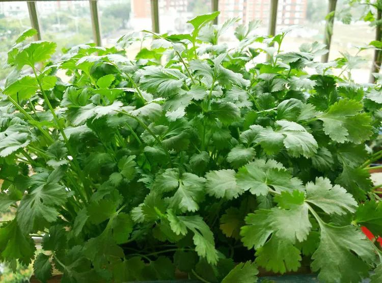 阳台菜园一定要种些香菜盆栽3个播种步骤可以收获多多噢