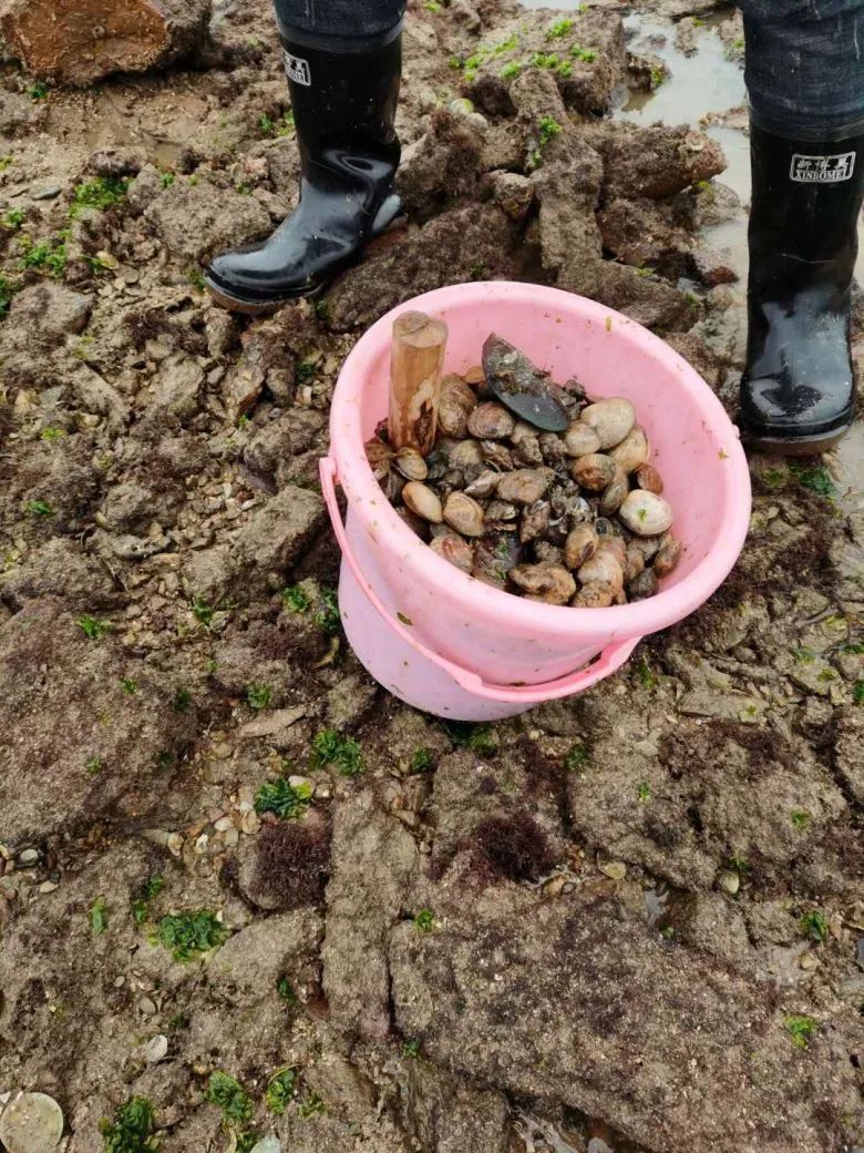 周末阳光低潮位钦州港犀牛脚康熙岭大环现摸螺热潮