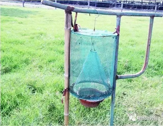 猪场苍蝇多不用怕,1分钟教你自制扑蝇器_捕蝇器