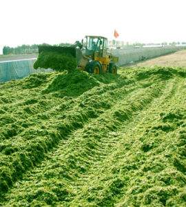 原创青贮牧草喂畜禽能否成功掌握10个技术关键点很重要