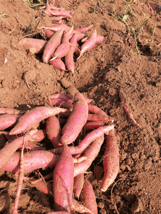 产地直发有机烟蜜薯绵软流蜜烤着吃更美味