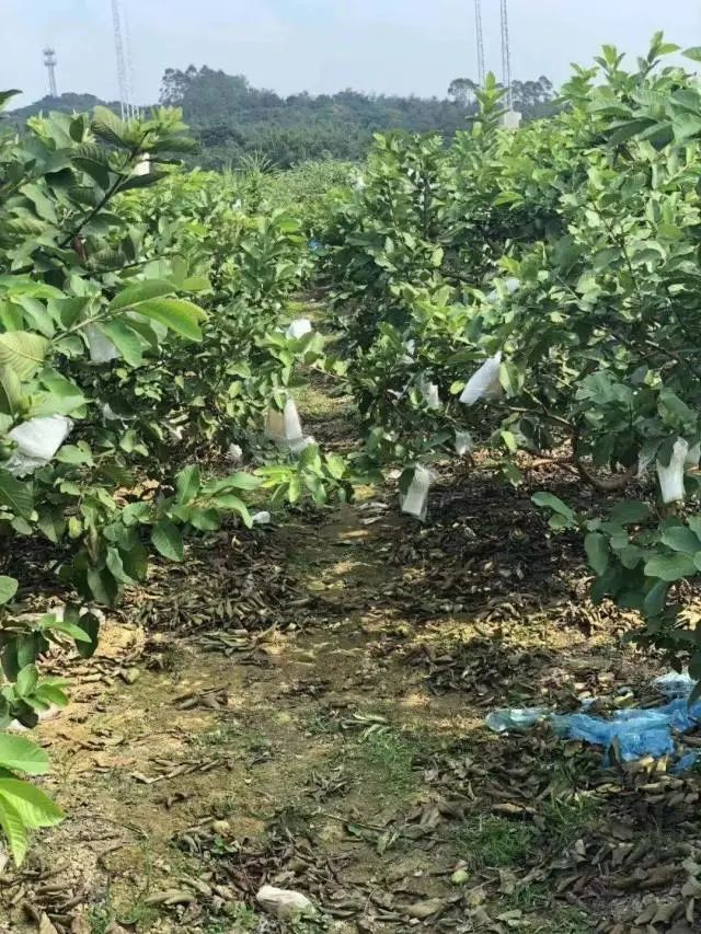 增城甜脆番石榴仅299元抢5斤老少皆宜果味清香