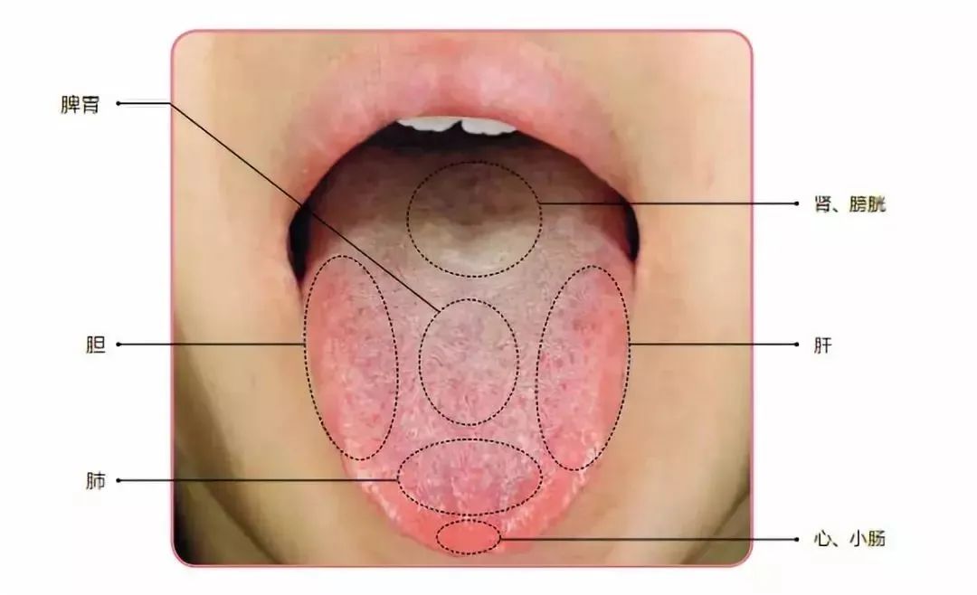 舌腹的正常图片图片